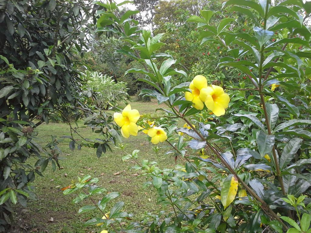 Hotel Tangara Arenal B&B La Fortuna Pokoj fotografie