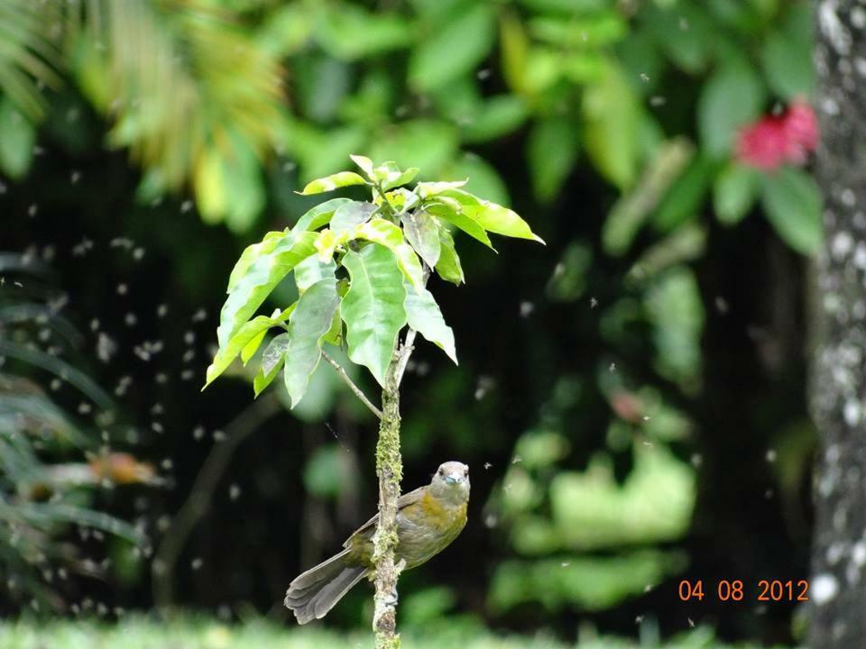 Hotel Tangara Arenal B&B La Fortuna Exteriér fotografie
